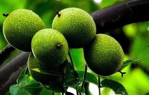 康县老头吃瓜,岁月静好,瓜香四溢 第1张 康县老头吃瓜,岁月静好,瓜香四溢 第1张